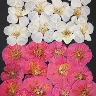 おすすめネット 型押しおはじき コレクション はまぐり 梅 花