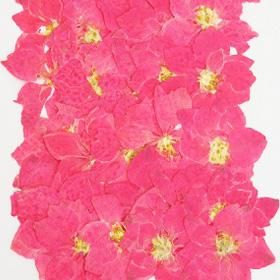 着色千鳥草ピンク 押し花 販売 着色千鳥草ピンク 押し花 販売