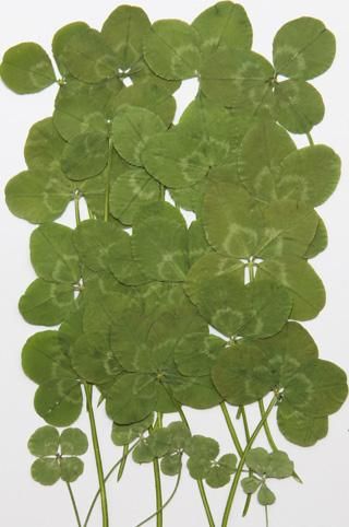 四つ葉のクローバー 押花 押し花 通販 販売