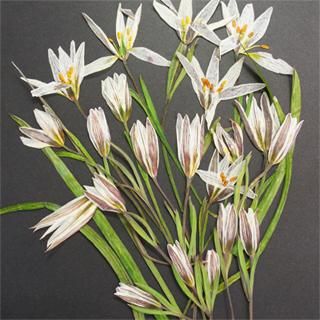 アマナ 販売 押し花 アマナ 販売 押し花