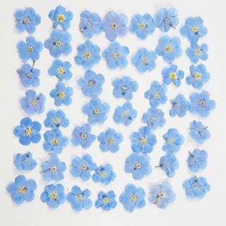 忘れな草 花 押し花 販売 忘れな草 花 押し花 販売