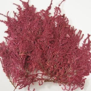 押し花 NO.924 ケイトウ シナガワハギ アッツ桜 押し花 NO.924