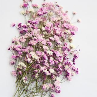 かすみ草 ピンク 押し花 販売 かすみ草 ピンク 押し花 販売