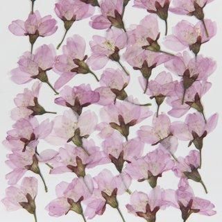 桜雛八条横押 押し花 販売 桜雛八条横押 押し花 販売