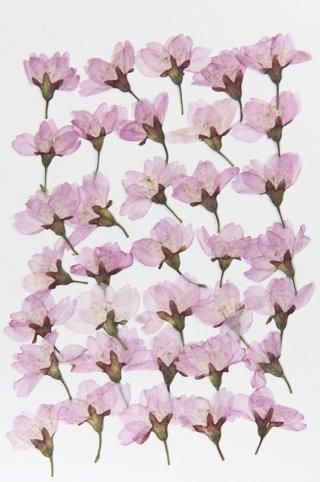 桜雛八条横押 押し花 販売 桜雛八条横押 押し花 販売