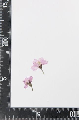 押し花 楽天市場】押し花 レースフラワー グラデーション ミックス