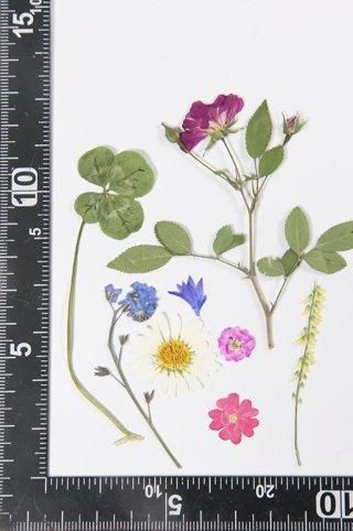 アソートセット 押花 押し花 通販 販売