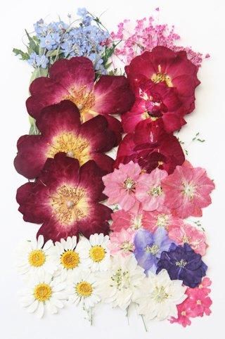mflowerコラボ】押し花 さくら 啓翁桜 正面向き 横向き 10枚入り