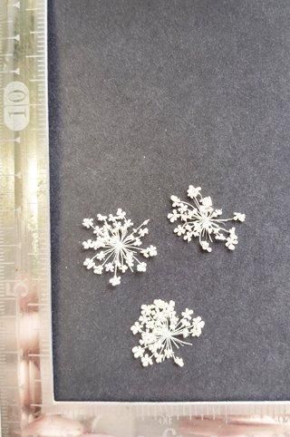 レースフラワー花のみ 白い花 押し花