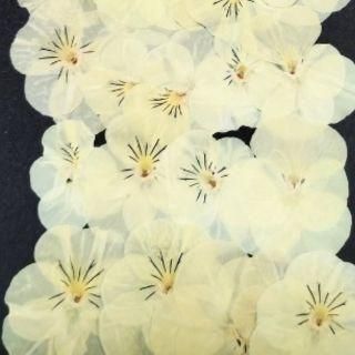 <img class='new_mark_img1' src='https://img.shop-pro.jp/img/new/icons16.gif' style='border:none;display:inline;margin:0px;padding:0px;width:auto;' />ͥåȸꡡӥ顡Х