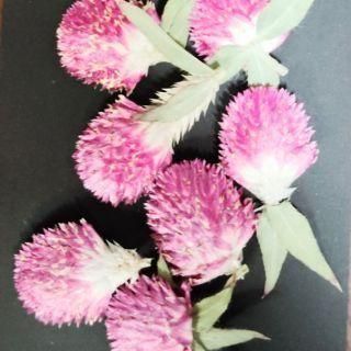 <img class='new_mark_img1' src='https://img.shop-pro.jp/img/new/icons16.gif' style='border:none;display:inline;margin:0px;padding:0px;width:auto;' />ͥåȸꡡ