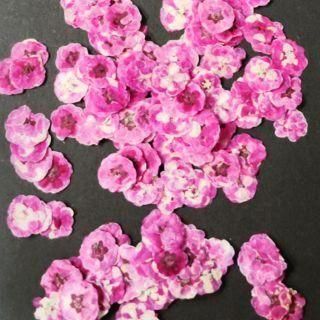 <img class='new_mark_img1' src='https://img.shop-pro.jp/img/new/icons16.gif' style='border:none;display:inline;margin:0px;padding:0px;width:auto;' />ͥåȸꡡ忧 ԥ
