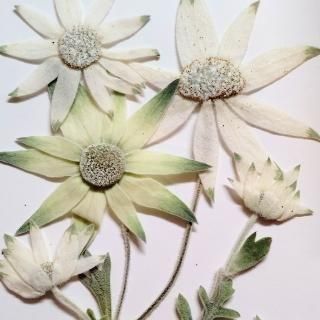 <img class='new_mark_img1' src='https://img.shop-pro.jp/img/new/icons16.gif' style='border:none;display:inline;margin:0px;padding:0px;width:auto;' />ͥåȸꡡեͥե