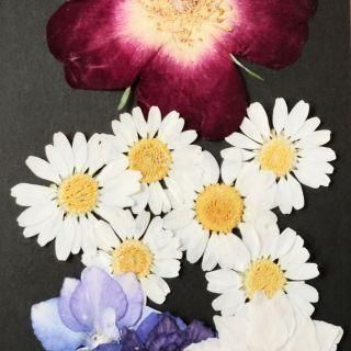 <img class='new_mark_img1' src='https://img.shop-pro.jp/img/new/icons16.gif' style='border:none;display:inline;margin:0px;padding:0px;width:auto;' />ͥåȸꡡȥå ƥ