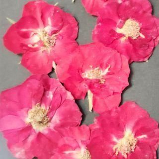 <img class='new_mark_img1' src='https://img.shop-pro.jp/img/new/icons16.gif' style='border:none;display:inline;margin:0px;padding:0px;width:auto;' />ͥåȸꡡߥ˥Х