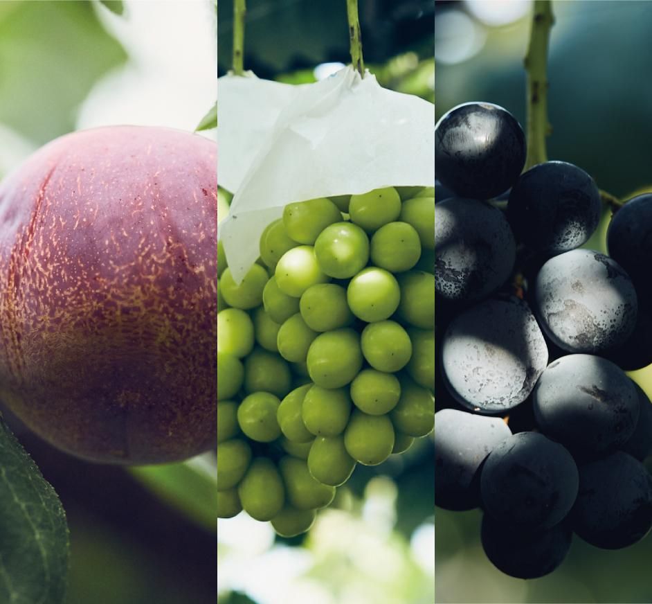 二果三種（すもも＆ぶどう） | FRUITEST(フルーテスト) - レアドライ