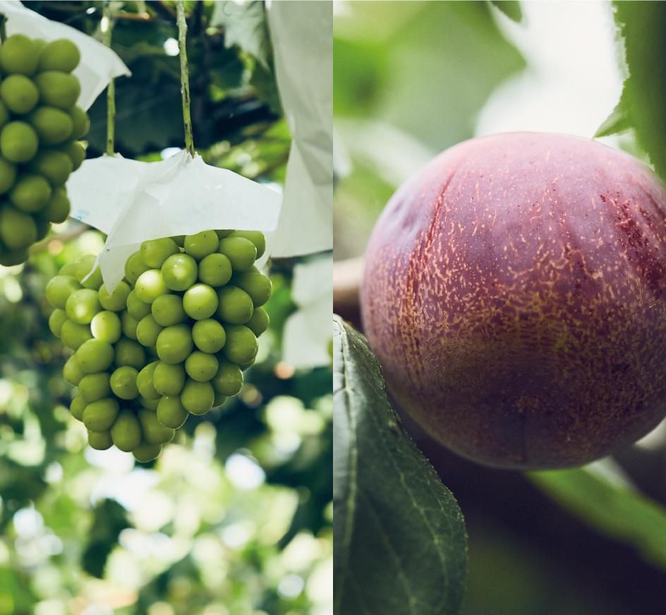ギフト | FRUITEST(フルーテスト) - 国産・完熟果物のレアドライ ギフト | FRUITEST(フルーテスト) - 国産・完熟果物のレアドライ