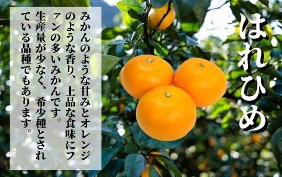 愛媛みかん - 【しあ】特別栽培のはれひめ10kg箱 【愛媛県|農家直送】 特別栽培のはれひめ5kg箱 【愛媛県|農家直送】0105い