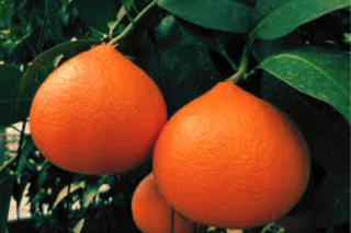 ʼڽդۡʹȥץ󥻥˲2.5kg