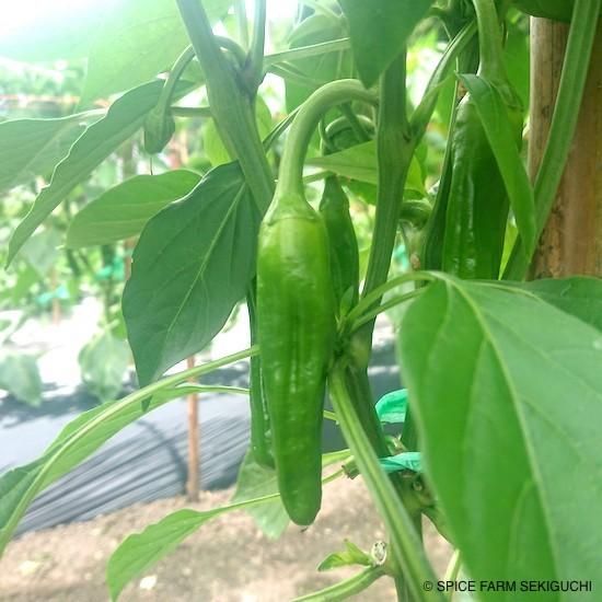パドロン 150g 香味野菜専門農園 スパイスファームせきぐち