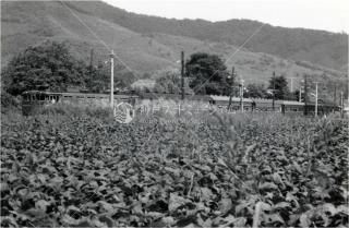 Φȯ Ŵ绳 ܾ 54 1979