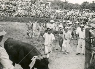 Bullfighting Okinawa Ʈ   1950