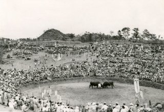 Bullfighting Okinawa Ʈ  1950