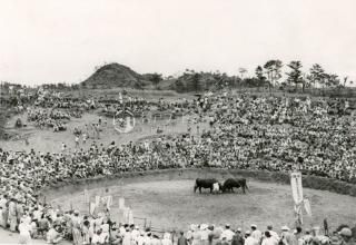 Bullfighting Okinawa Ʈ  1950