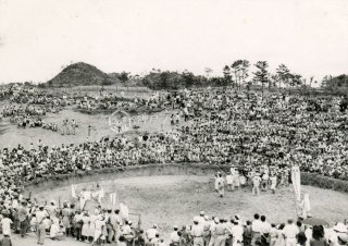 Bullfighting Okinawa Ʈ   1950