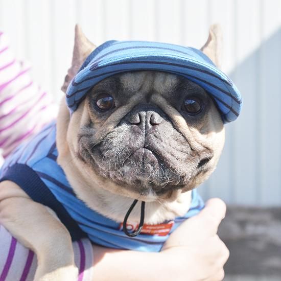 パーティを彩るご馳走や キャップ【おとぼけフレンチ】 - フレンチブルドッグ服の 帽子