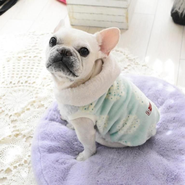 フレンチブルドッグ服のINMYLIFE potemkine
