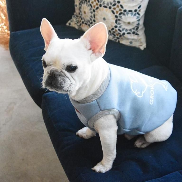 フレンチブルドッグ服のINMYLIFE potemkine