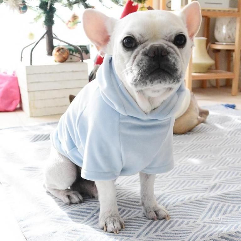 フレンチブルドッグ服のINMYLIFE potemkine