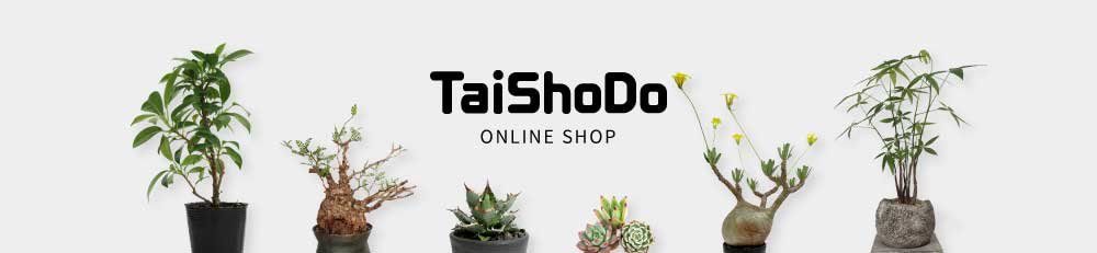 TaiShoDo ONLINE SHOP 塊根植物 多肉植物通販 栃木県那須塩原市