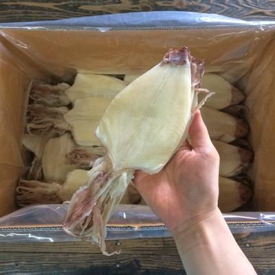 剣先するめ タイ産 0g 8 10枚 Rise Retailing Online Shop 剣先するめ タイ産 0g 8 10枚 Rise Retailing Online Shop