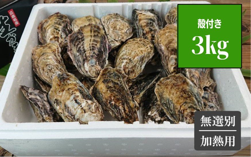 広島牡蠣　殻付き３kg　特選広島牡蠣の生産・通販｜門林水産