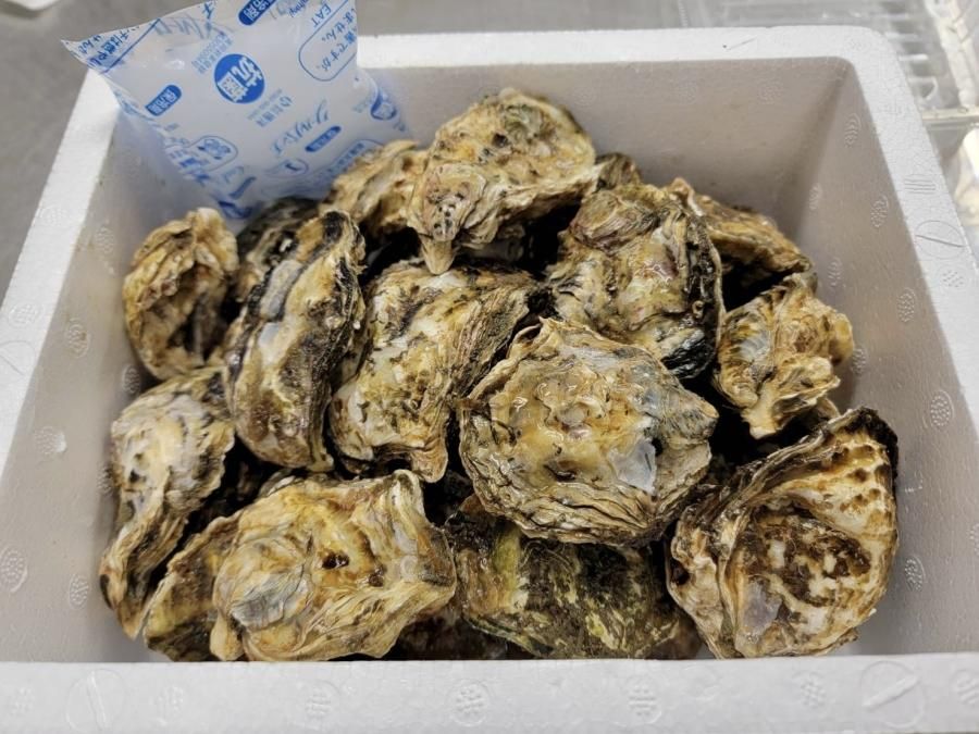 がきんちょ1.2kg - 特選広島牡蠣の生産・通販｜門林水産