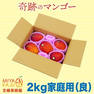 【予約商品】奇跡のマンゴー 2kg 家庭用 (良品) (熨斗対象外商品)【2023年】