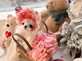 Sugar Candy DressZuumiLoli<img class='new_mark_img2' src='https://img.shop-pro.jp/img/new/icons21.gif' style='border:none;display:inline;margin:0px;padding:0px;width:auto;' />