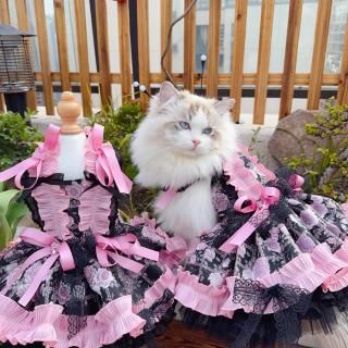 ͽۥԥ󥯡ߥ֥å硼ȥɥ쥹<img class='new_mark_img2' src='https://img.shop-pro.jp/img/new/icons14.gif' style='border:none;display:inline;margin:0px;padding:0px;width:auto;' />