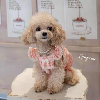 ¨Ǽۥåȥåץ<img class='new_mark_img2' src='https://img.shop-pro.jp/img/new/icons16.gif' style='border:none;display:inline;margin:0px;padding:0px;width:auto;' />
