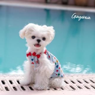 ¨Ǽۥϡȥåץ<img class='new_mark_img2' src='https://img.shop-pro.jp/img/new/icons16.gif' style='border:none;display:inline;margin:0px;padding:0px;width:auto;' />