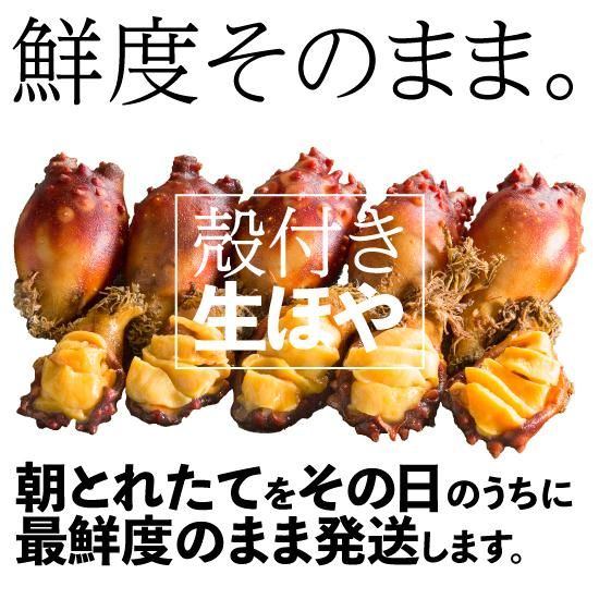 採れたて即日出荷 殻付ほや 生ほや10個 日高見市場 末永海産 採れたて即日出荷 殻付ほや 生ほや10個 日高見市場 末永海産