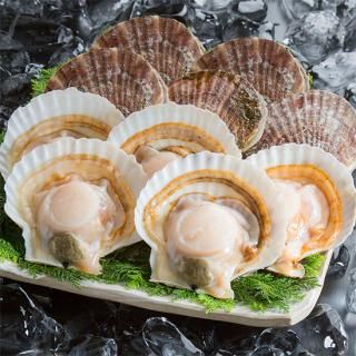 殻付き帆立_10枚！（冷凍・生食用）｜日高見市場