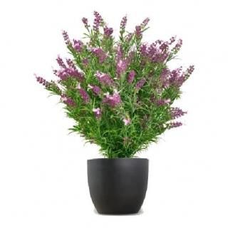 ӥեꥢ®٥֥åʥԥ󥯡