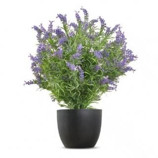 ӥեꥢ®٥֥åʥѡץ