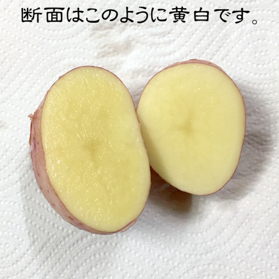 無農薬 無肥料 無堆肥 自然栽培 じゃがいも 無農薬 無肥料 無堆肥 自然栽培 じゃがいも
