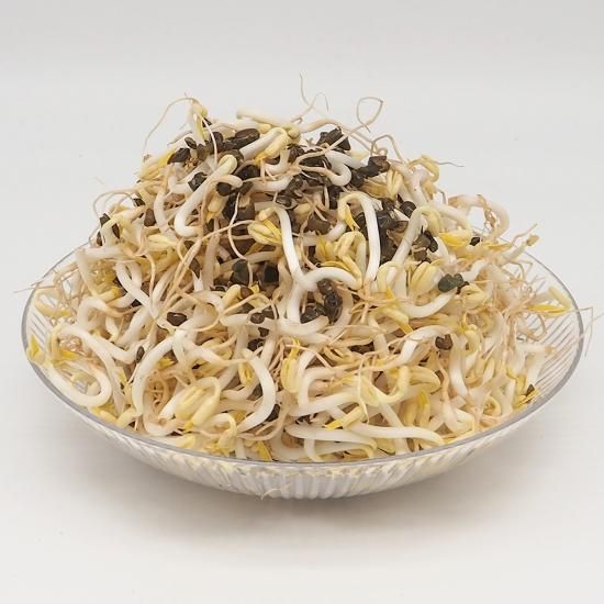もやし 無漂白 オーガニック専門店 Oyasaiya菜 もやし 無漂白 オーガニック専門店 Oyasaiya菜