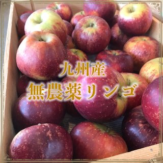 九州産　りんご３キロ「秋映」農薬・化学肥料不使用