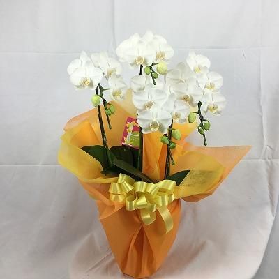 P0005 胡蝶蘭ミニ白2l Very Flower P0005 胡蝶蘭ミニ白2l Very Flower